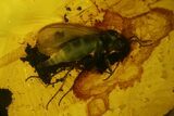 Seven Fossil Flies (Diptera) In Baltic Amber #150733-2